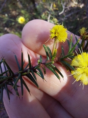 Acacia echinula