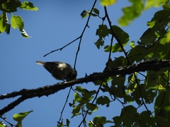 Poecile hypermelaenus