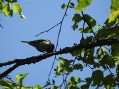 Poecile hypermelaenus