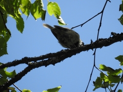 Poecile hypermelaenus