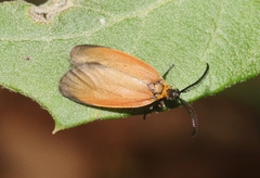 Pyromorpha dyari