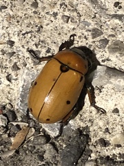Pelidnota punctata