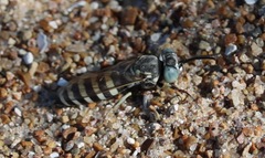 Microbembex monodonta