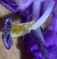 Penstemon oliganthus