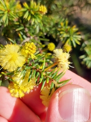 Acacia echinula