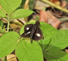 Sabera caesina