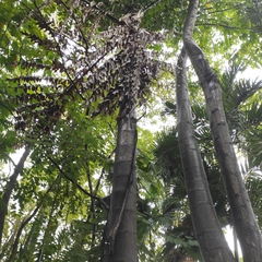 Caryota urens