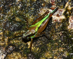 Scaria