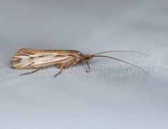 Limnephilus ornatus