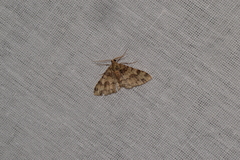 Myrioblephara