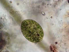 Euglena texta