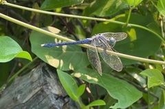 Orthetrum luzonicum