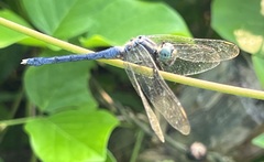 Orthetrum luzonicum
