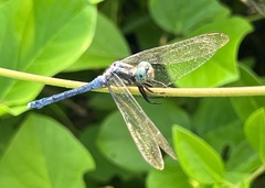 Orthetrum luzonicum