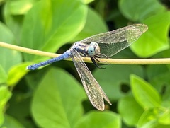 Orthetrum luzonicum