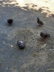 Columba livia domestica