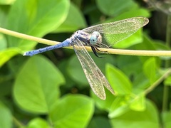 Orthetrum luzonicum
