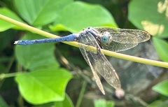Orthetrum luzonicum