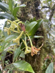 Epidendrum rigidum