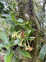 Epidendrum rigidum