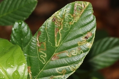 Stigmella rhamnella