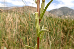 Oenothera elata hirsutissima