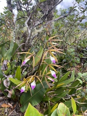 Prosthechea brassavolae