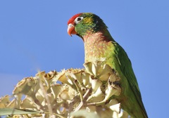 Psitteuteles versicolor