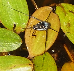 Trepobates subnitidus