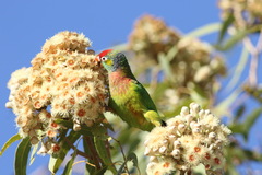 Psitteuteles versicolor