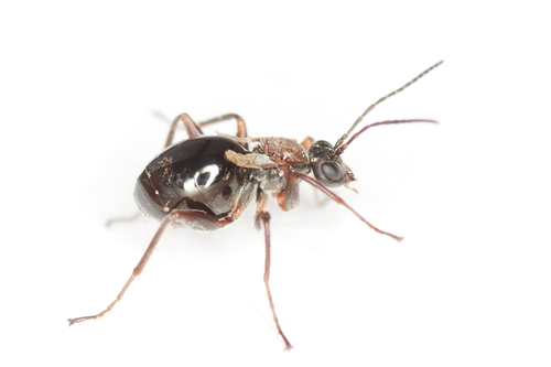 Philonix fulvicollis