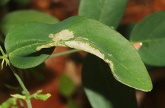 Pachyschelus secedens