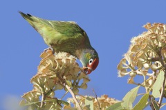Psitteuteles versicolor