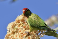 Psitteuteles versicolor
