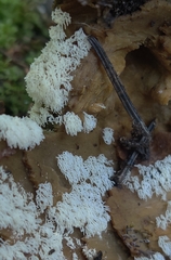 Ceratiomyxa fruticulosa