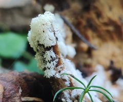 Ceratiomyxa fruticulosa