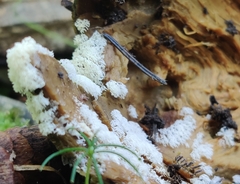 Ceratiomyxa fruticulosa