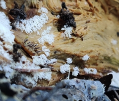 Ceratiomyxa fruticulosa