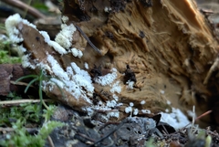 Ceratiomyxa fruticulosa