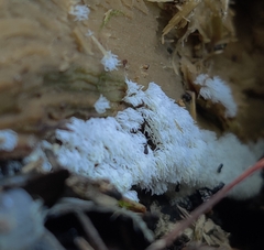 Ceratiomyxa fruticulosa