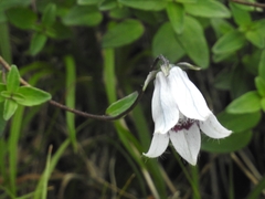 Codonopsis tsinlingensis