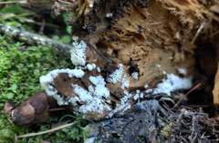 Ceratiomyxa fruticulosa