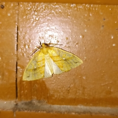 Xanthia rectilineata