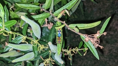 Oncopeltus fasciatus