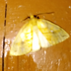 Xanthia rectilineata