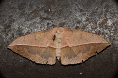 Lonomia achelous