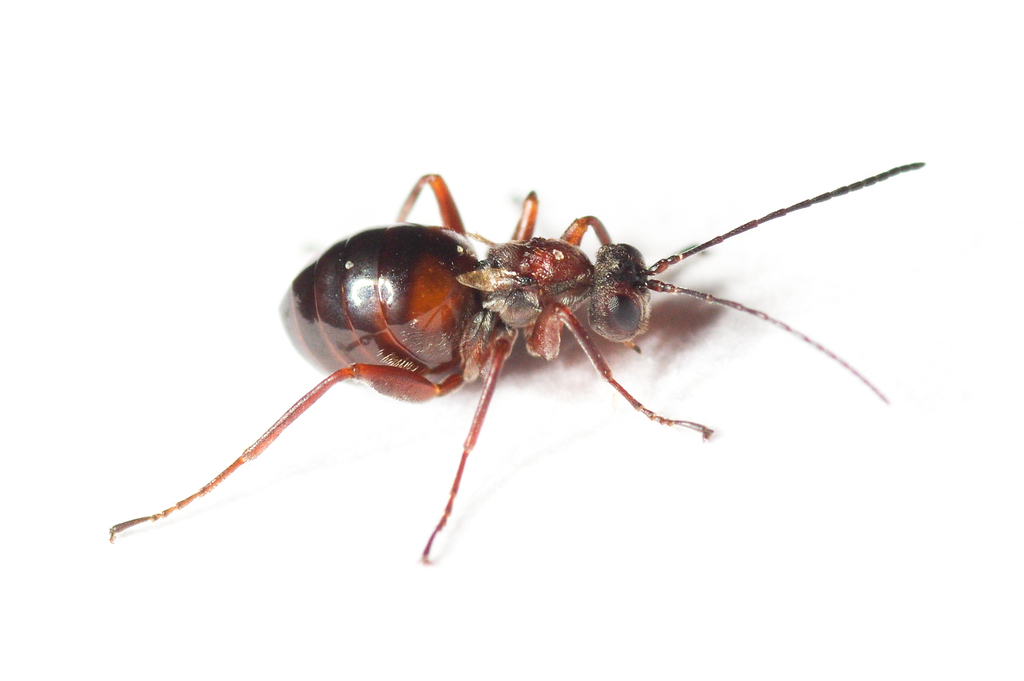 Hedgehog Gall Wasp