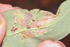 Pachyschelus secedens
