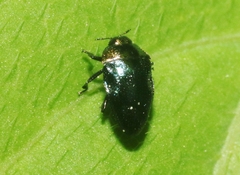 Pachyschelus secedens
