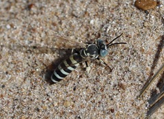 Microbembex monodonta